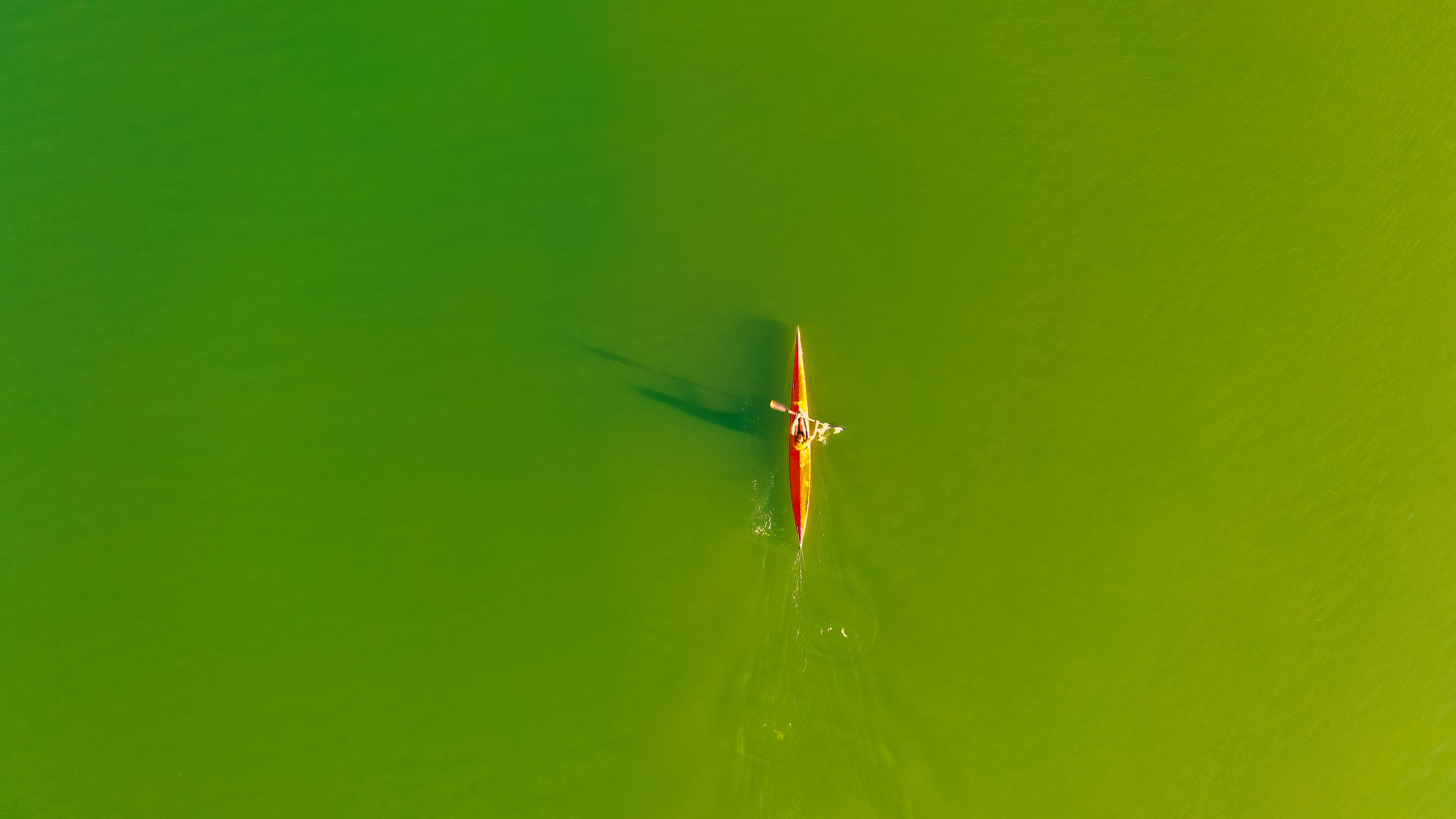 red and white dragonfly on green surface